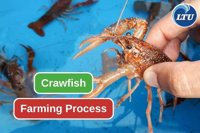 Here’s You Need To Know About Crawfish Farming 